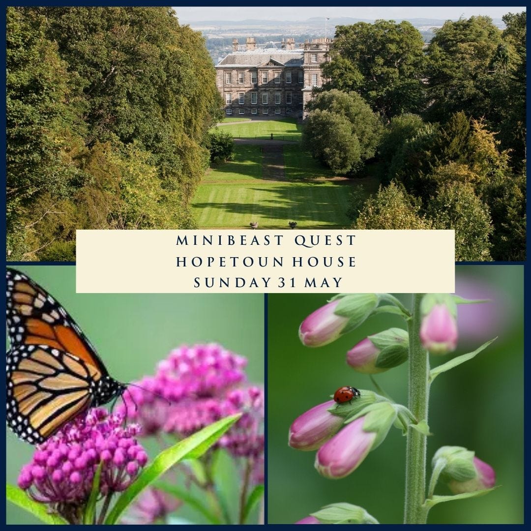 Promotional collage for Minibeast Quest at Hopetoun House; butterfly on pink blooms and a ladybug on pink buds in a garden scene. Promotional collage for Minibeast Quest at Hopetoun House; butterfly on pink blooms and a ladybug on pink buds in a garden scene.