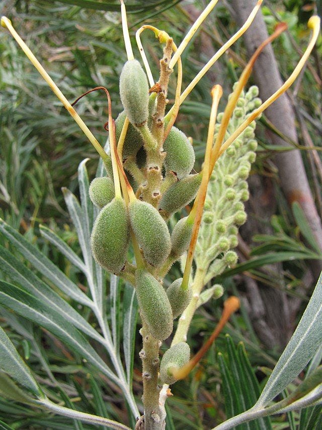 Grevillea banksii [pods forming wikicommons].jpg