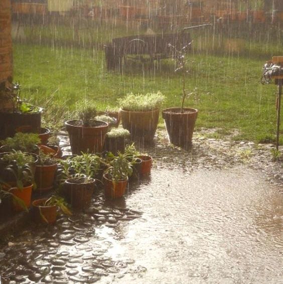 This may contain: several potted plants are sitting in the rain