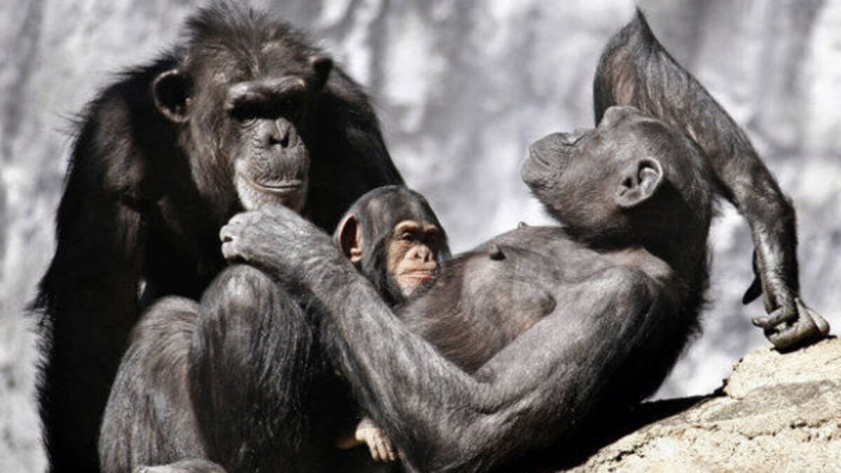 Chimps 'have moral values of humans'