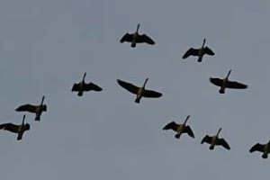 mournful cry geese