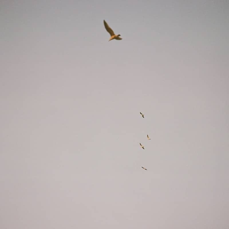 bird flying under white clouds during daytime bird flying under white clouds during daytime
