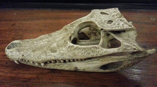 What's the difference between a crocodile and an alligator? | UCL UCL  Culture Blog