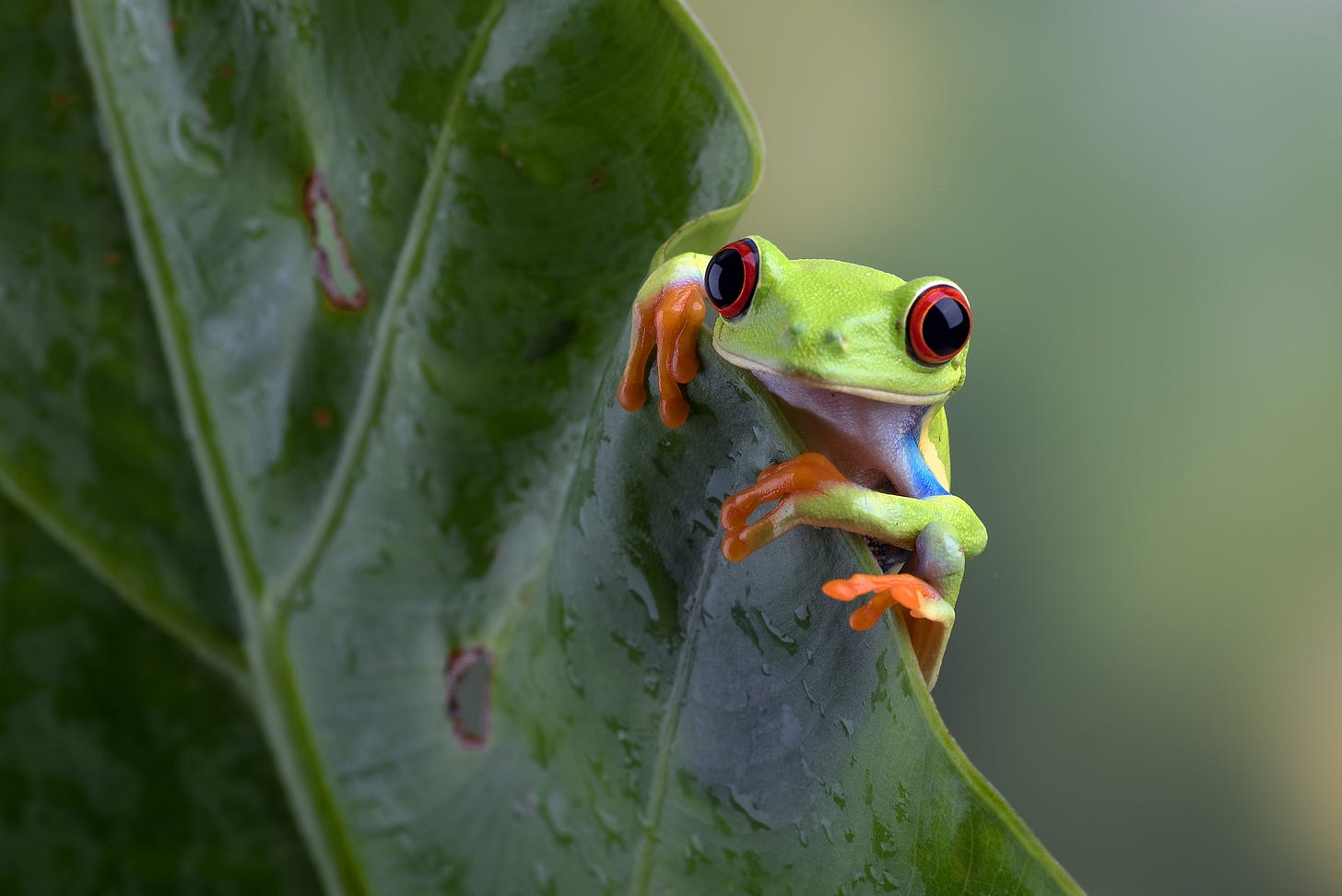 Green tree frog with red eyes and orange feet peeking around a leaf