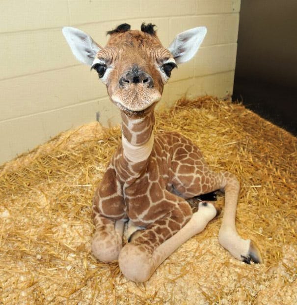 30 Cute Baby Animals That Will Make You Go ‘Aww’