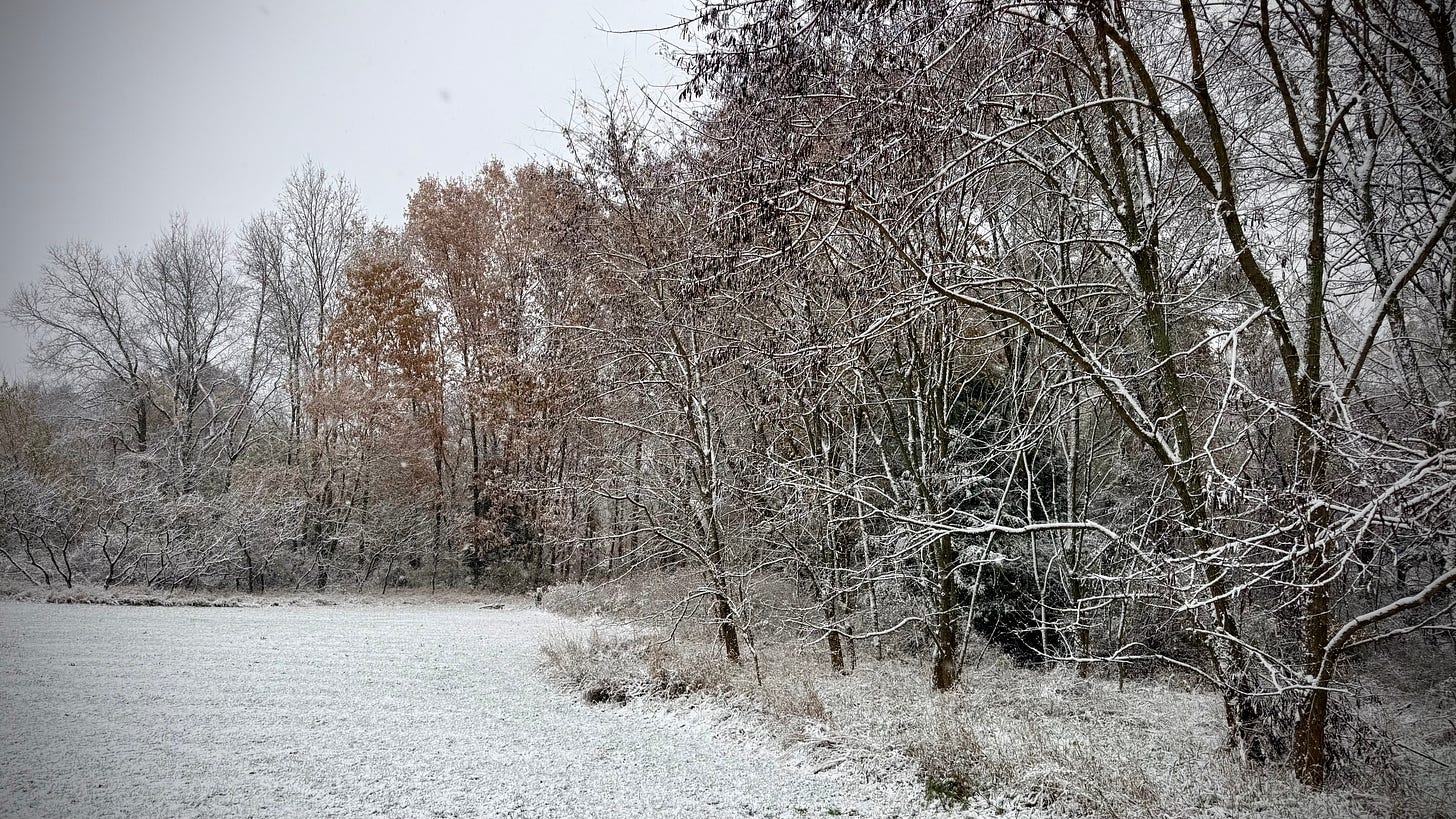 A winter scene of a field at the edge of a forest with snow on the trees and on the ground. A winter scene of a field at the edge of a forest with snow on the trees and on the ground.