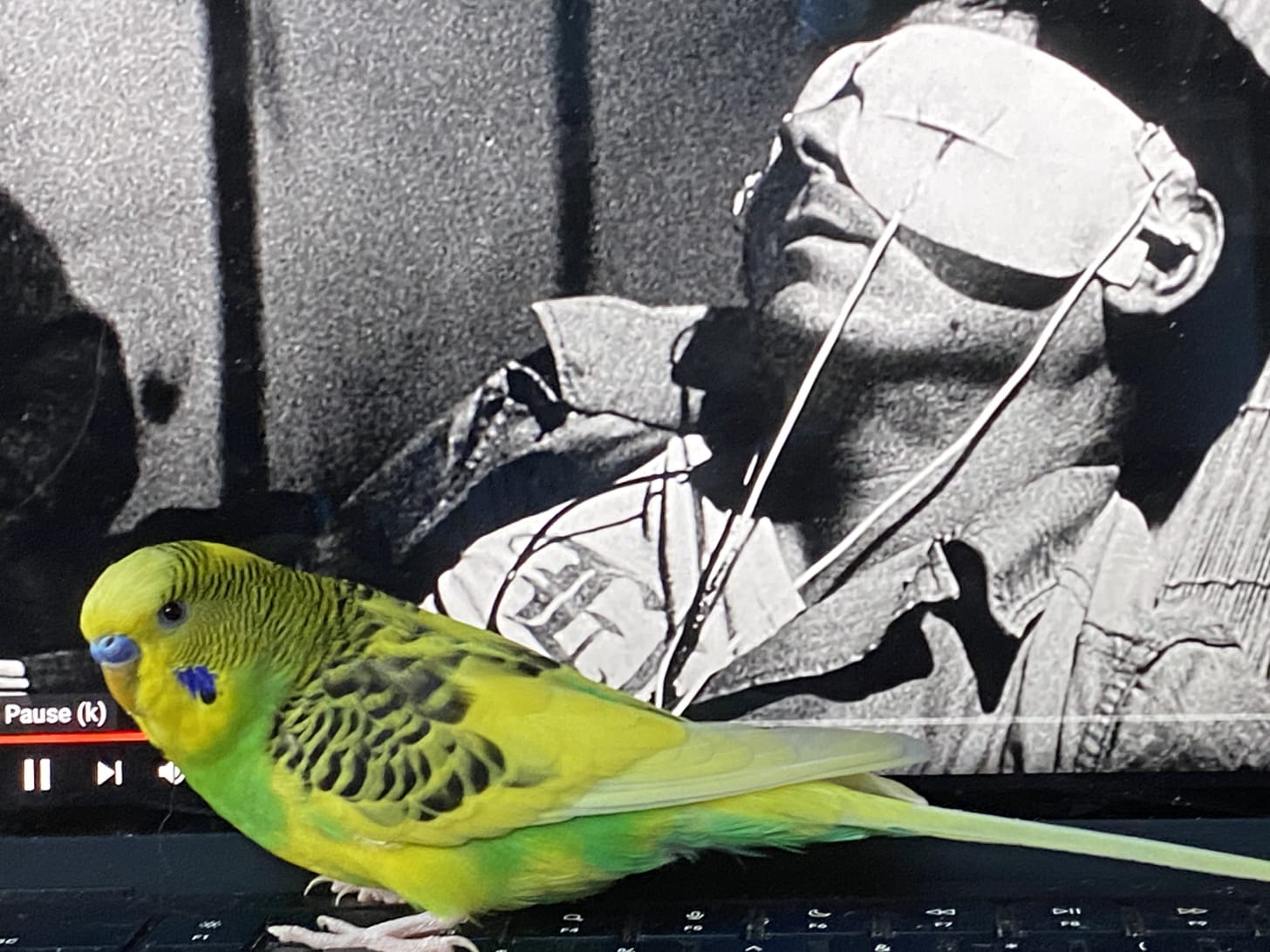 A photograph of a laptop playing Chris Marker’s black and white movie, La Jetée. On the screen a man lies back with strange white pads covering his eyes. In the foreground a bright yellow and green parakeet perches on the keyboard.