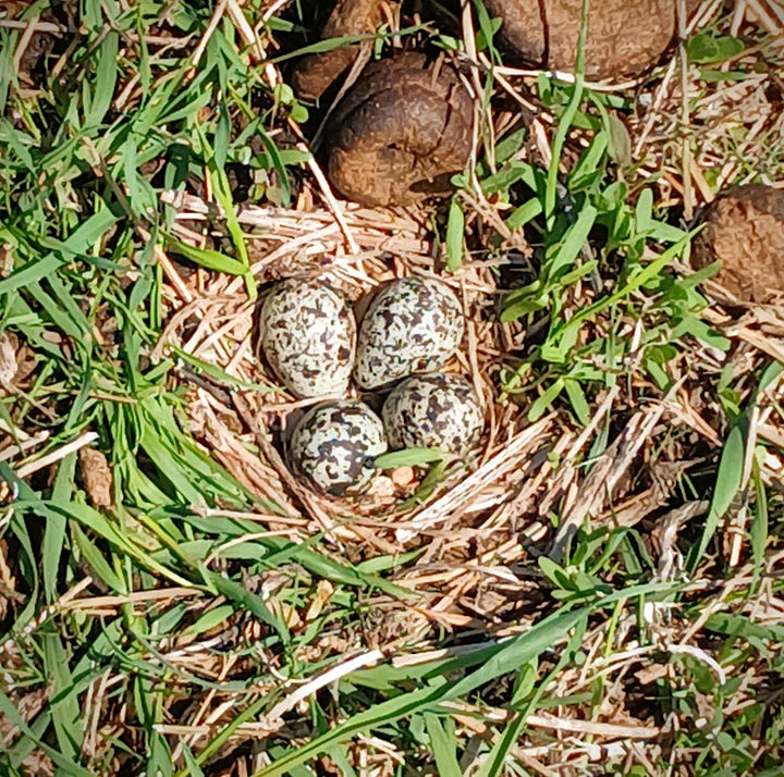 Two photos side by side of bird nests. On the left, four speckled eggs rest in a small nest on the grass, with cow manure nearby. On the right, 4 baby birds with dark brown feathers and pale beaks are snuggled together.