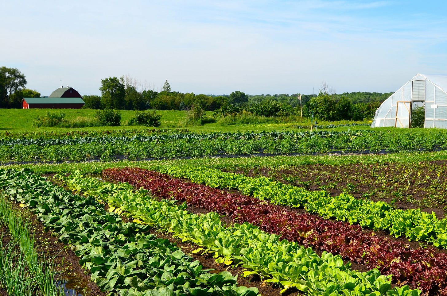 Vegetable farming, Backyard farming, Farm gardens