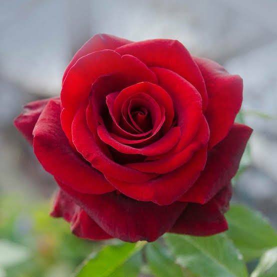 Medicine Musings-The Heart of Rose