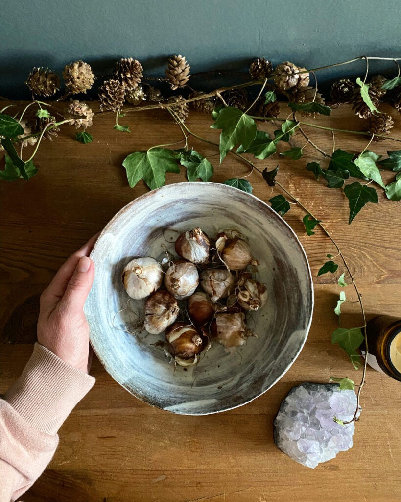 Planting bulbs in the final days of November