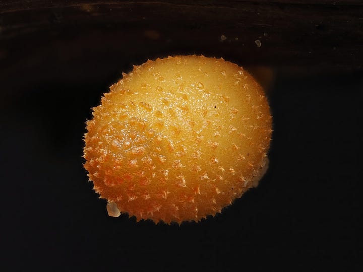 Small orange Coprinoid that looks like a gac fruit