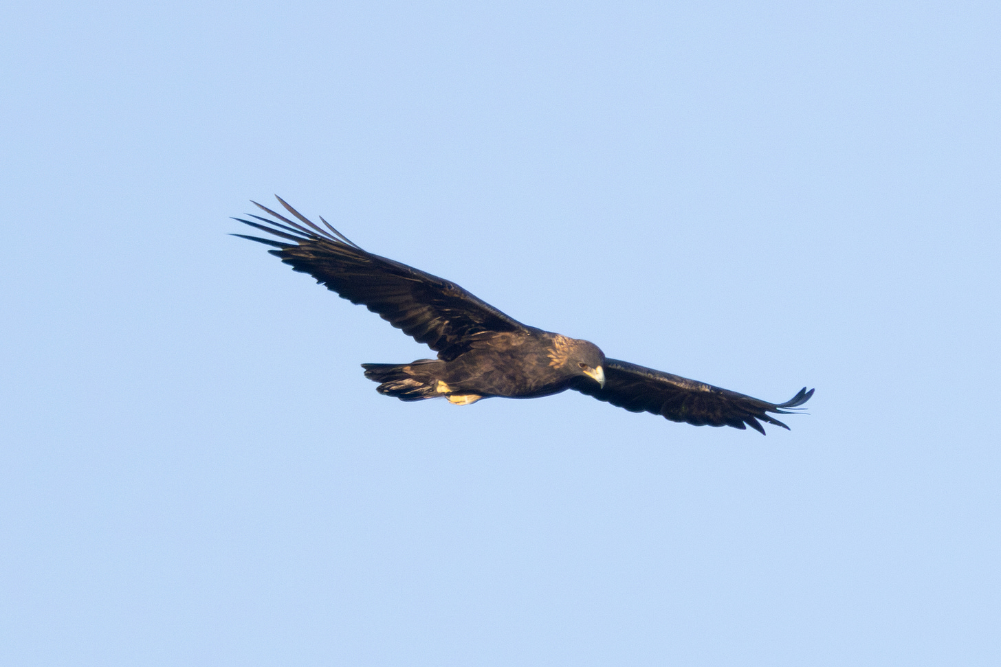 a brown eagle flying against a blue sky, flying to the right and toward the viewer. it has an obvious golden nape, a black-tipped yellow beak, and yellow feet. it is looking down.