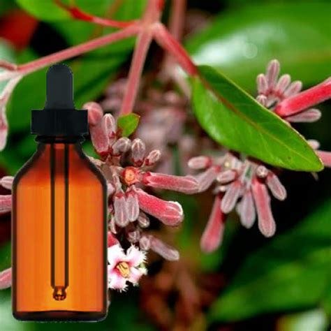 Buy the high quality Cinchona Bark Tincture in Brampton, Mississauga, Toronto, Montreal, Quebec ...