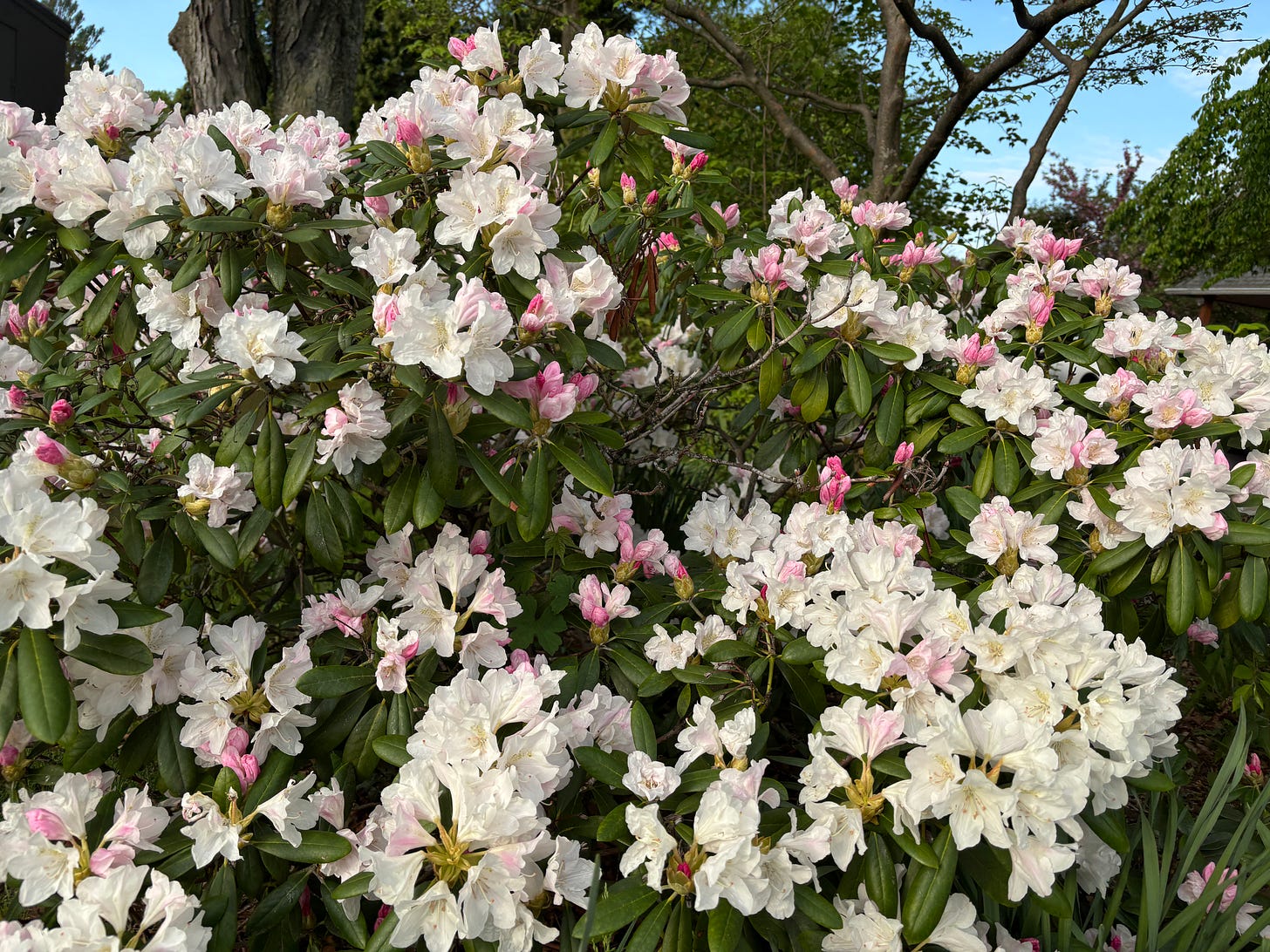 light white and pink azalea bushes