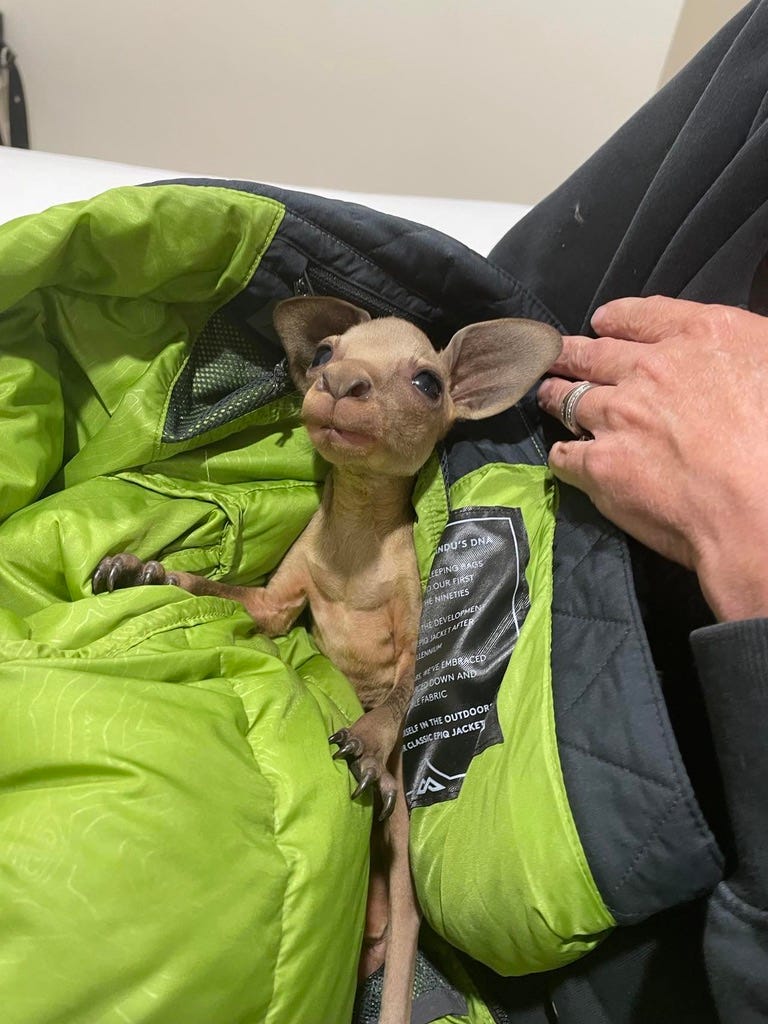 Keeping a joey warm