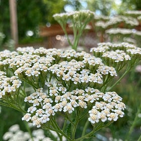 Yarrow: A Powerful Partner for Healing Wounds