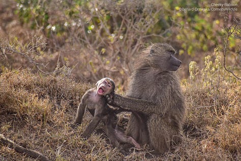 Comedy Wildlife Photography Awards 2023