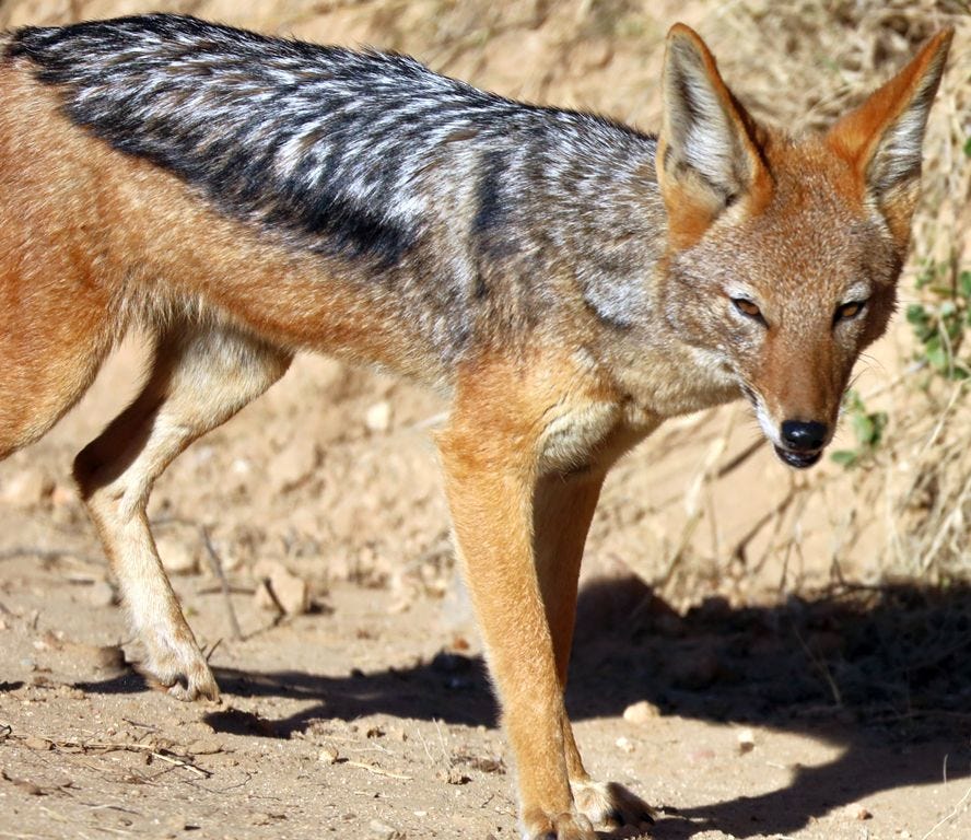 Close up black backed jackal Close up black backed jackal