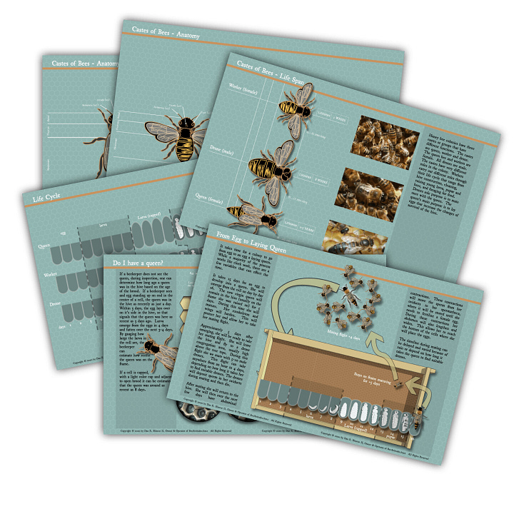Creating illustrations for a beekeeping manual for my hobby and other business.