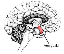 Pain, Emotions, & the Amygdala – 1step2life