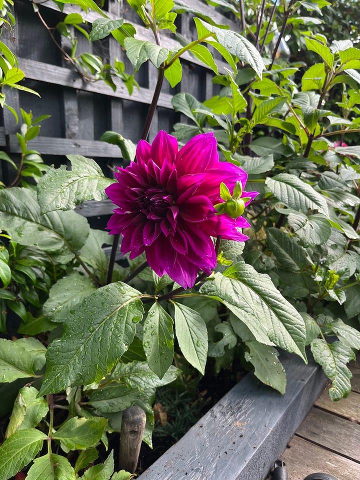 Dahlia flowers, flowers, garden, cuttings, outdoors, plants, mental wellbeing