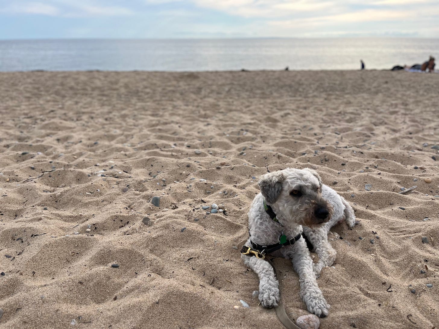 A white medium-sized dog lays in the sand, looking seriously into the camera. In the background, the ocean and soft clouds.