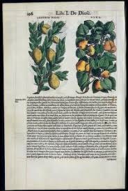 De Materia Medica" by Dioscorides ...