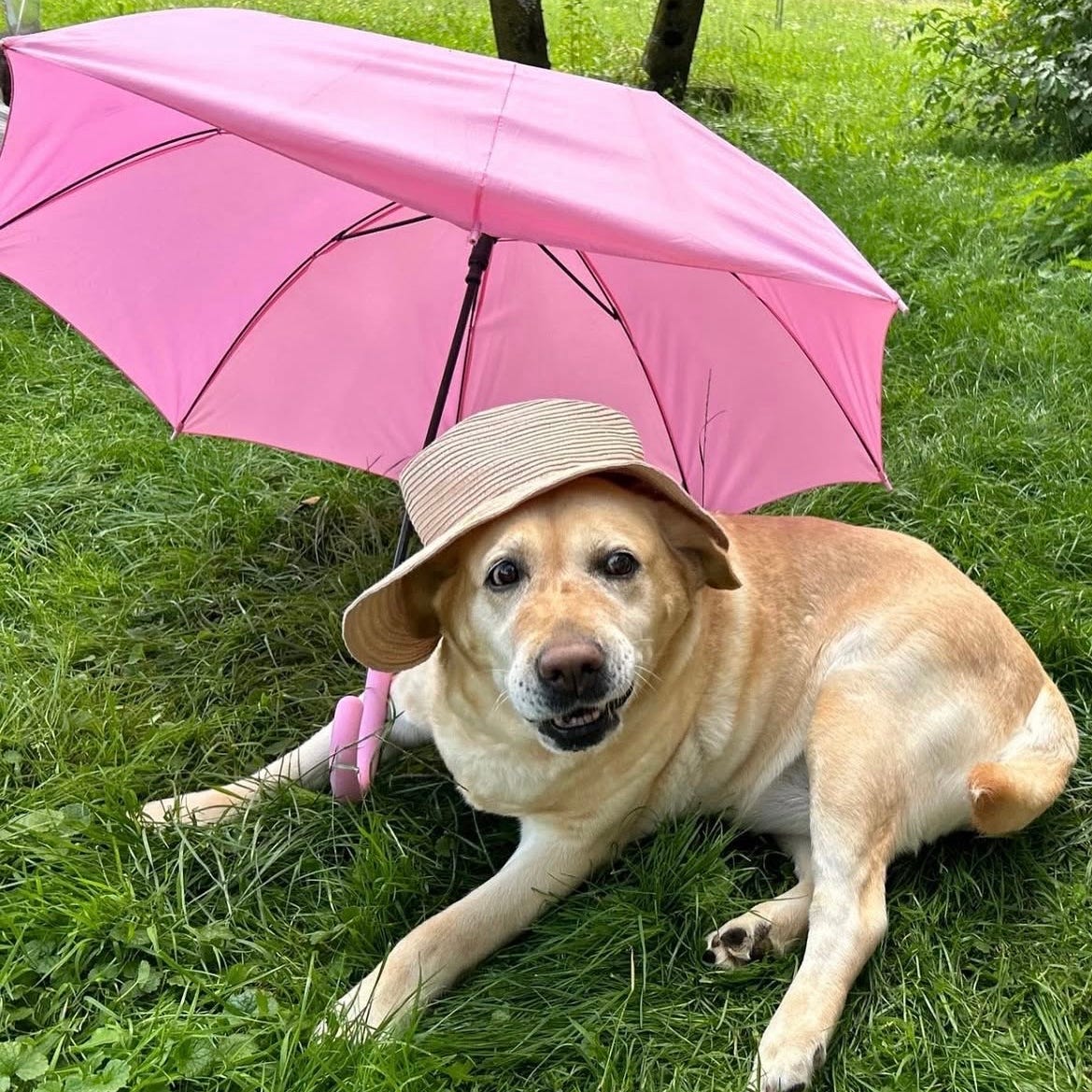 The #nofiltre Life of Luna the Dog