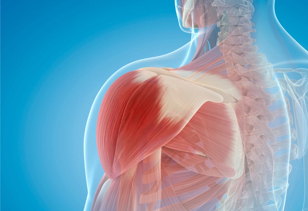 Shoulder Stack The Shoulder is a System - not just a Joint