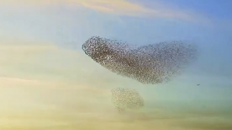Murmurations as Prophecy Without Words