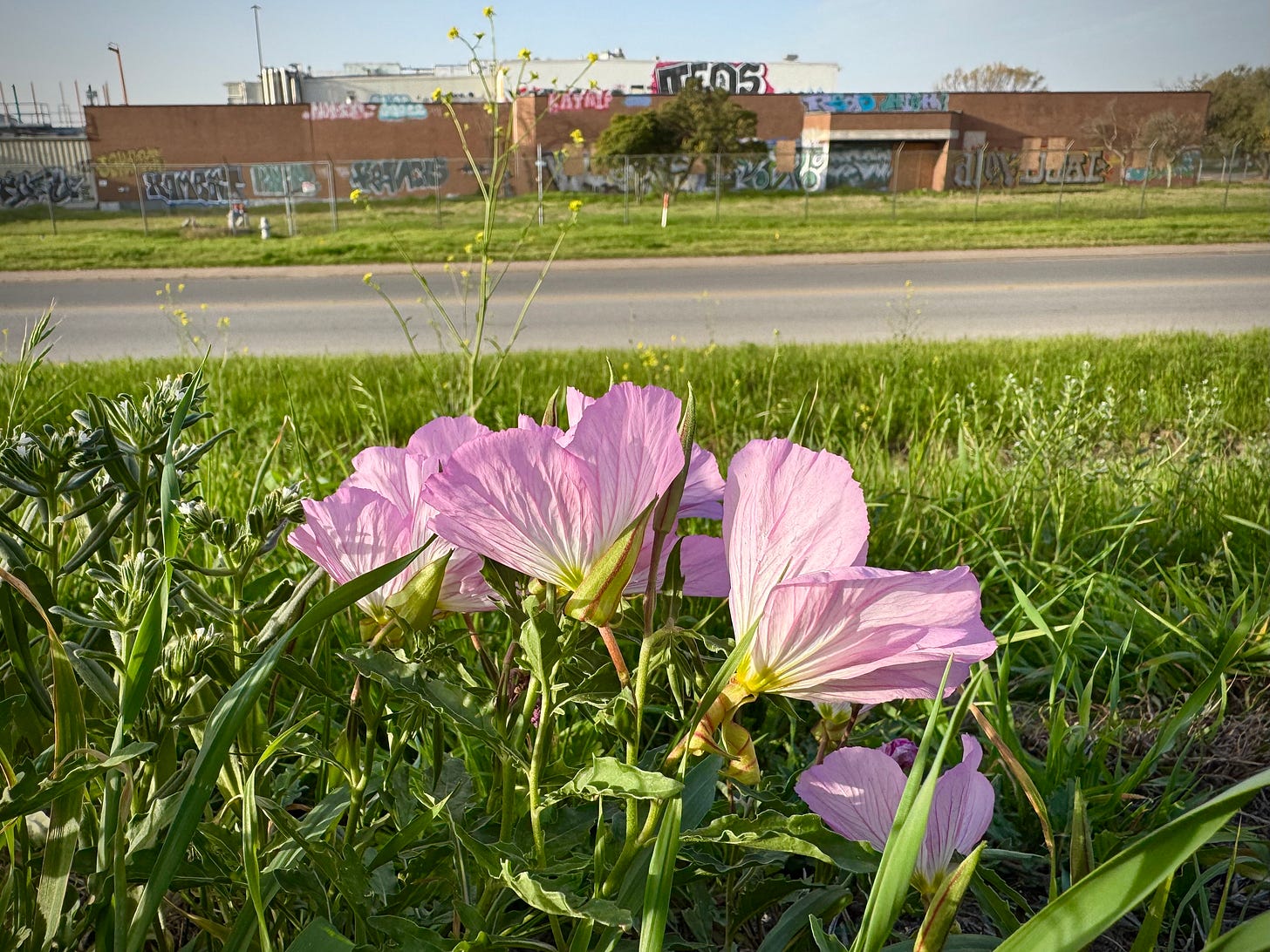 Evening primrose blossoms across from an abandoned factory