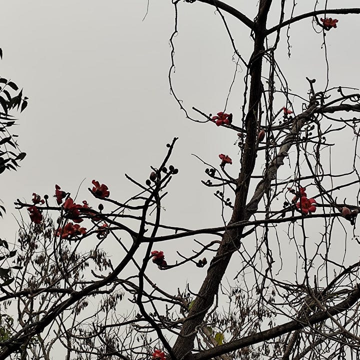 Assorted flowers on hillside