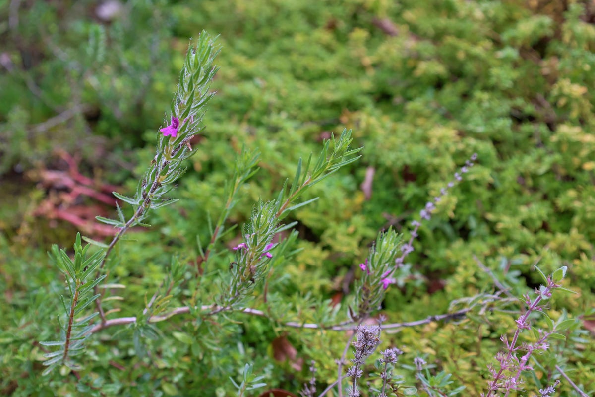 spiked thyme plants spiked thyme plants