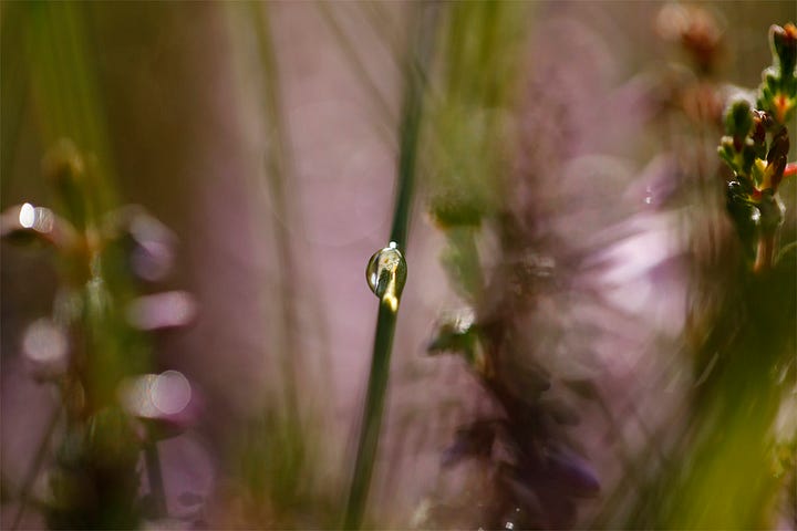 Purple flowers on ling (Calluna vulgaris) and raindrops momentarily held on heathland grass blades