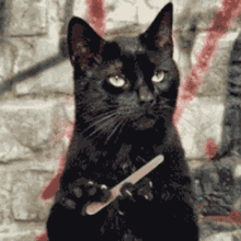 a black cat holding a nail file in its paws a black cat holding a nail file in its paws