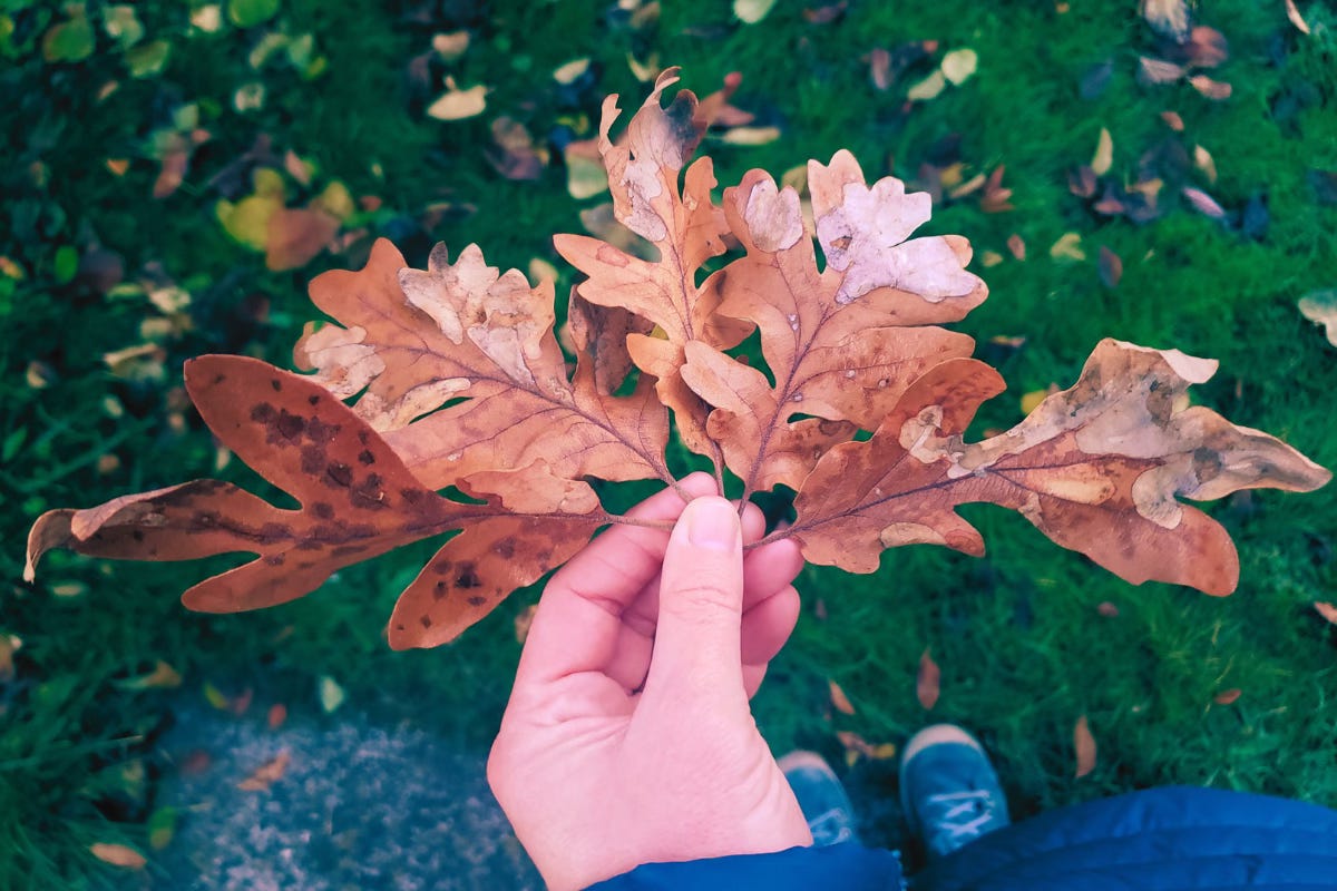 Sarah's hand holds five leaves, splayed out, and showing various patterns and peeling on each of them.