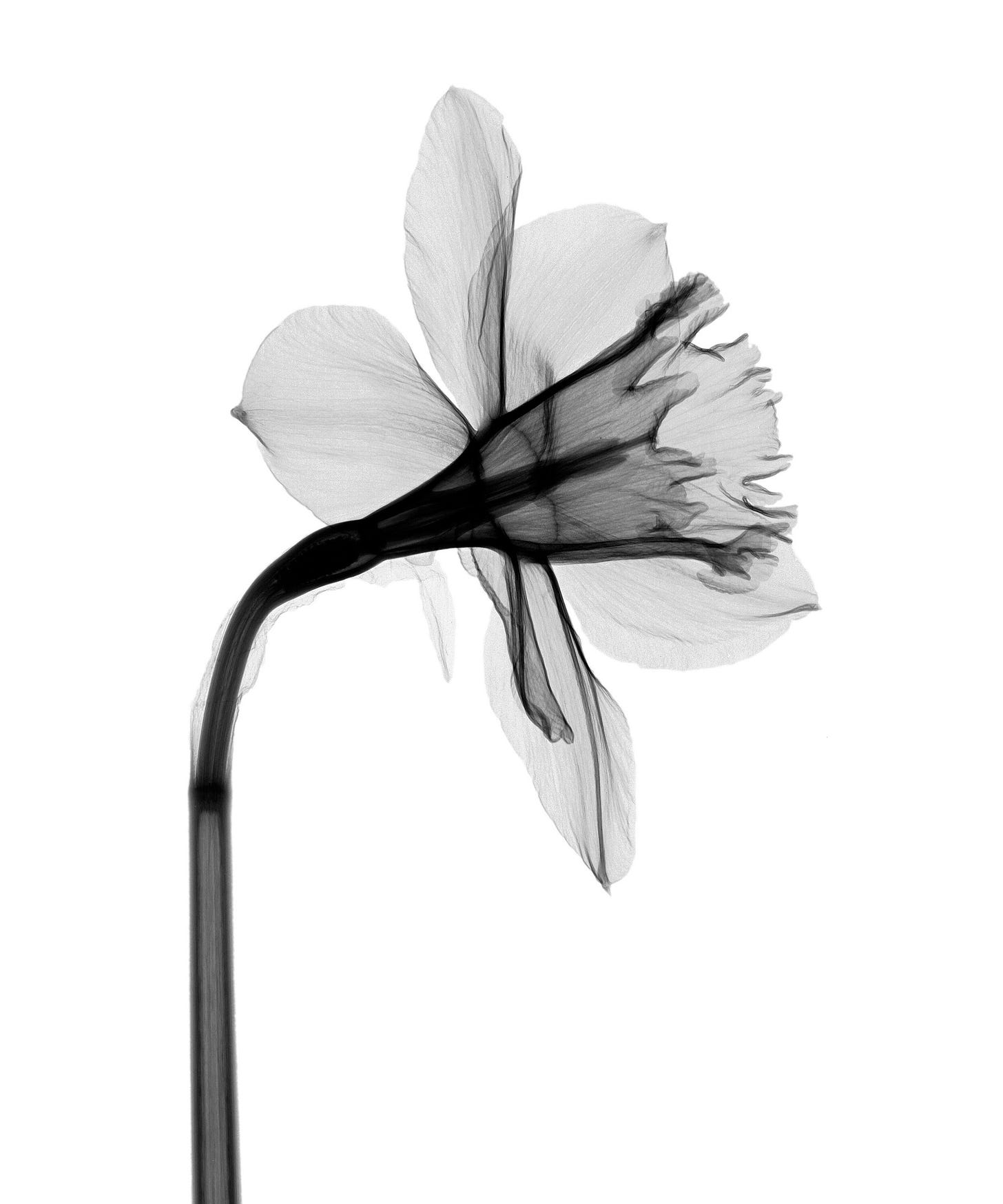X-ray image of a single daffodil flower, revealing the intricate internal structure of daffodils—the petals, stem, and reproductive parts—set against a white background.