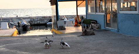 Η εκβολή του ρέματος των Τραχώνων όπως είναι σήμερα, με τον υδροβιότοπο και το λιμανάκι των ερασιτεχνών αλιέων