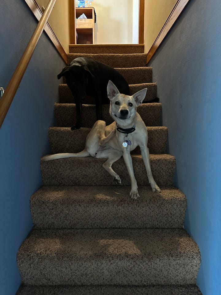 A black dog and a blonde dog pause on the "big, scary stairs" to look down at me.
