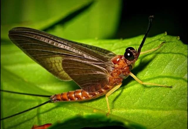 Image of In your yard: mayflies - Welcome Wildlife