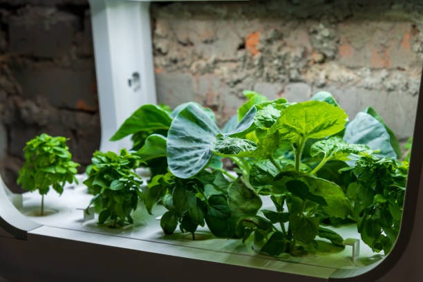 domestic hydroponic farm full of plants