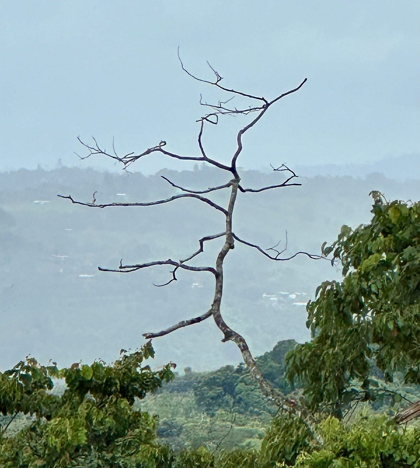 This is a photograph of a naked tree, whose frantic branches seem to be flailing in fear! The jungle surrounds it, the mountains serve as distant backdrop, with blue-gray mist for atmosphere.