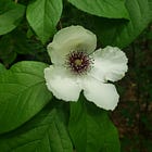 Supply & Demand - Native Plants and the Home Garden