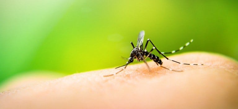 Com início do período chuvoso, Ministério da Saúde reforça orientações para  combate à dengue em residências — Ministério da Saúde