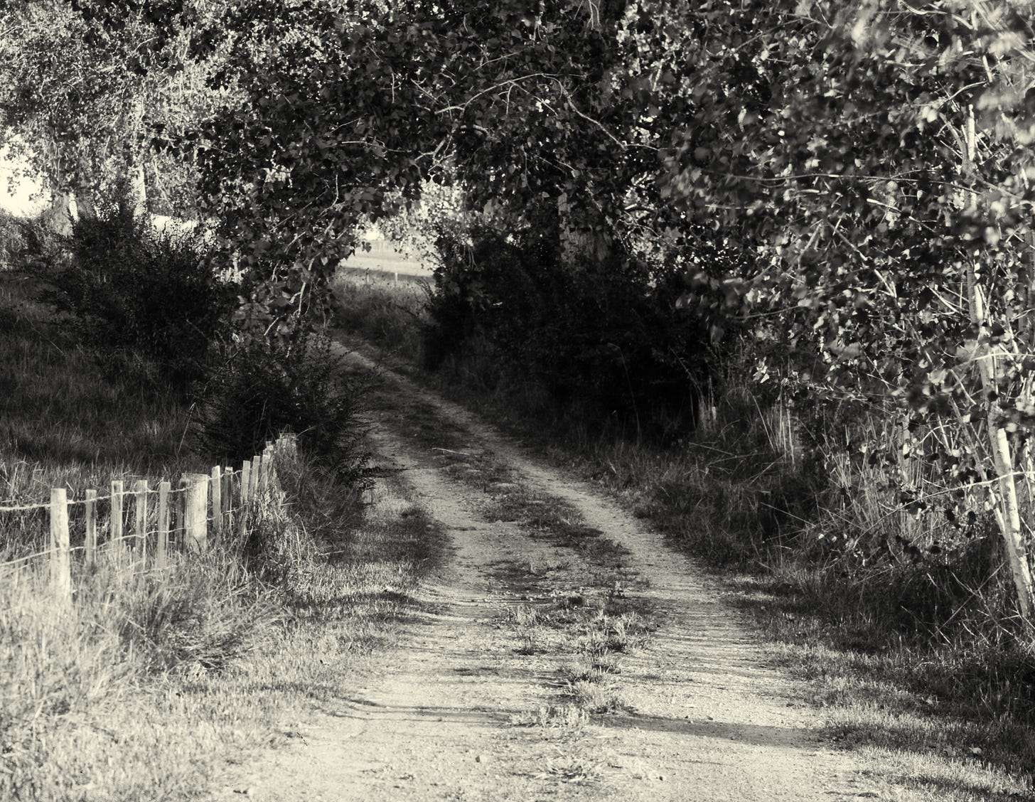 Silver gelatin paper neg of driveway. Developed and scanned. Silver gelatin paper neg of driveway. Developed and scanned.