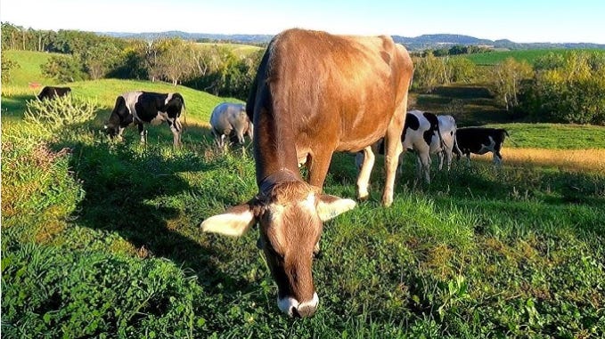 Can You Make $55k Or Better With Just 10 Cows?