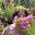 Rosie Cubbin's avatar