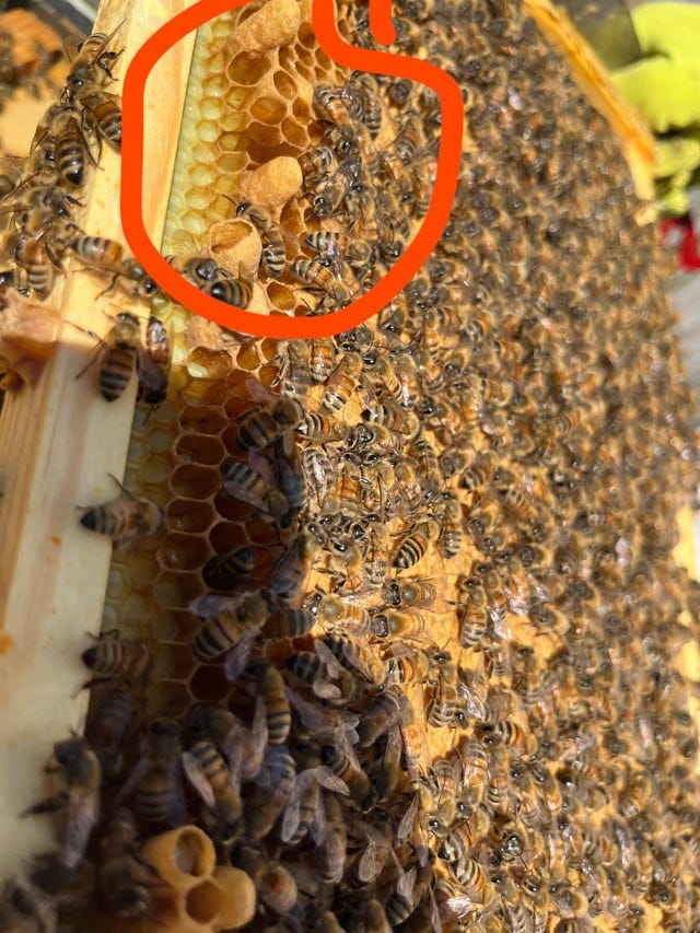 r/Beekeeping - a group of bees on a honeycomb