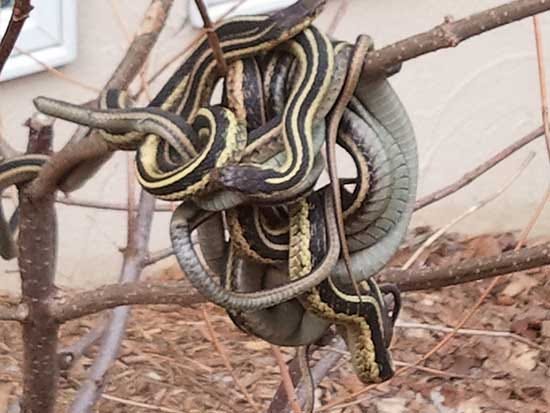Ball of Snakes, Twin Cities | Minnesota DNR